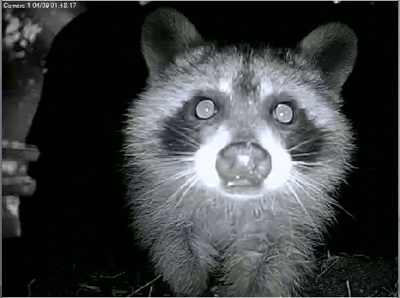 Raccoon Closeup2